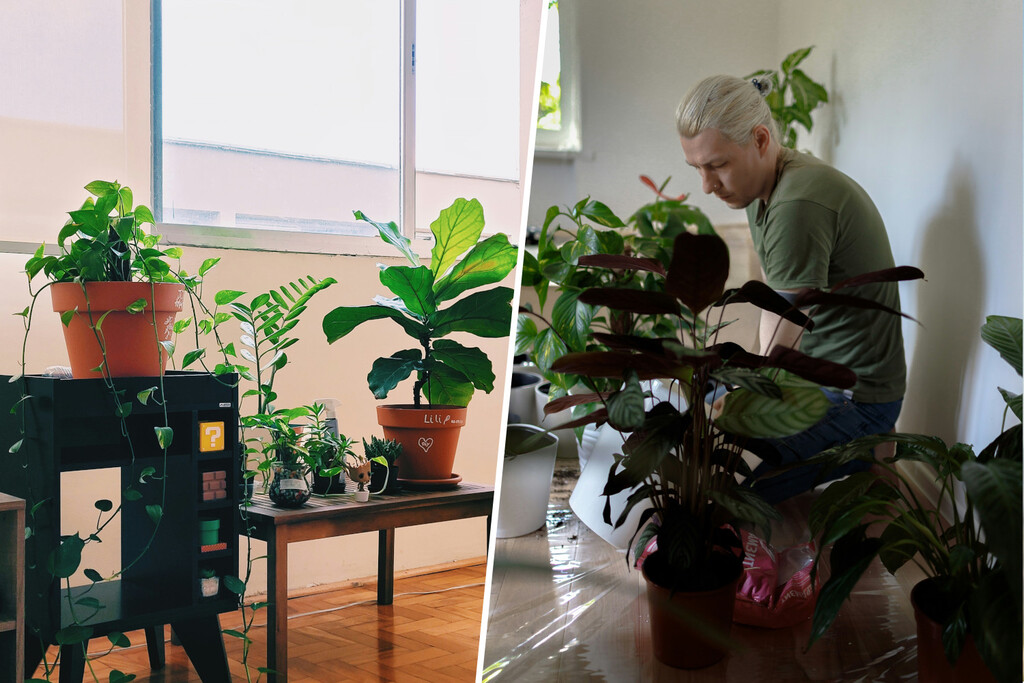 Si la pregunta es qué hacer con las plantas en vacaciones, cada vez más gente lo tiene claro: guarderías para plantas